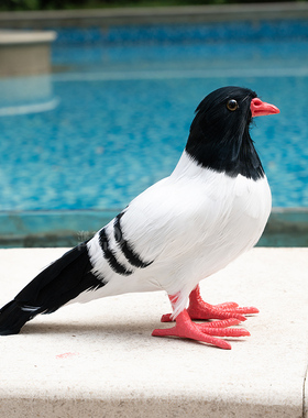 【仿真鸽子】白鸽婚庆道具和平鸽摆件模型真羽毛可悬挂仿真鸟标本