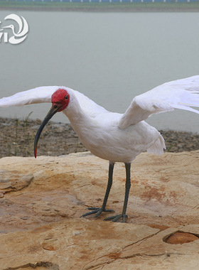 仿真羽毛白鹳朱鹮摆件纯手工