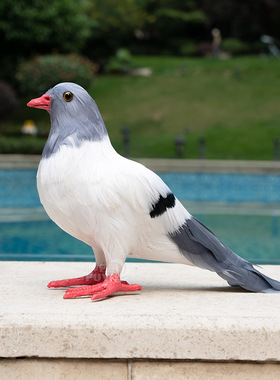 【仿真鸽子】白鸽婚庆道具和平鸽摆件模型真羽毛可悬挂仿真鸟标本