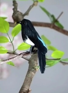 【仿真喜鹊】羽毛鸟假装饰模型情人节礼物喜上眉梢工艺品摆件道具