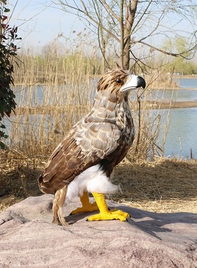 仿真羽毛白头鹰摆件家居饰品模型