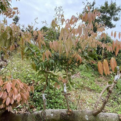 广州从化发货嫁接枝条芽穗新品种荔枝嫁接枝条荔枝品种改良 - 图0