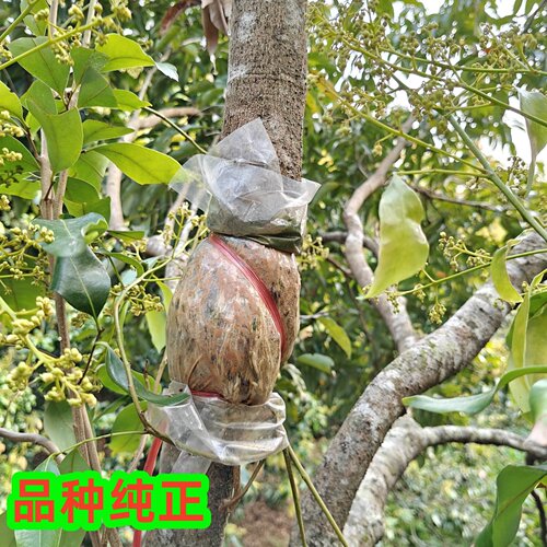 广州桂味荔枝树苗高压圈枝大树果苗糯米滋无核带土特大庭院别墅 - 图0