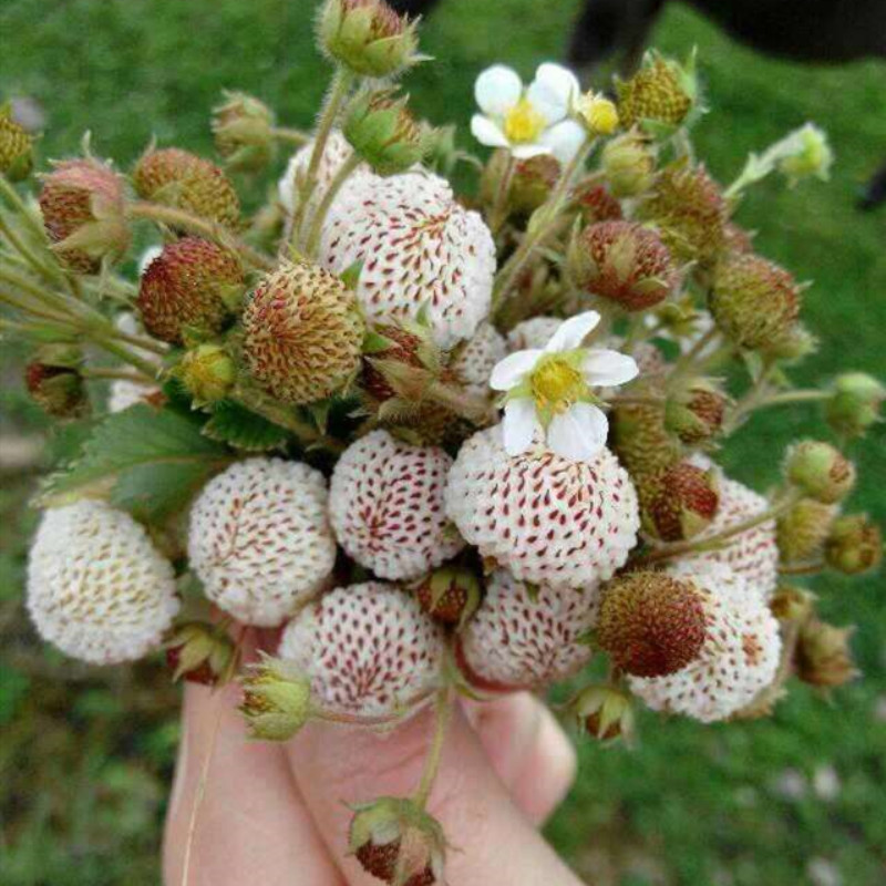 野草莓 野白草莓 地莓 白泡儿 黄毛草莓  绣毛草莓 儿时的味道 - 图2