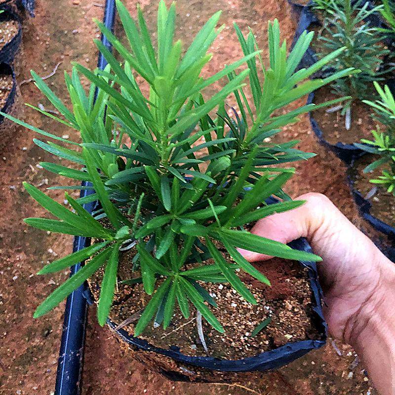 小叶雀舌罗汉松四季常绿室内外庭院小盆栽绿植园艺盆景造型树苗,淘宝优惠券,粉丝福利购,淘宝优惠卷