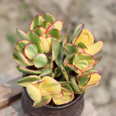 多肉植物大颗黄金花月阳台盆栽姬红花月新花月锦三色花月玉树植物 虎窝淘
