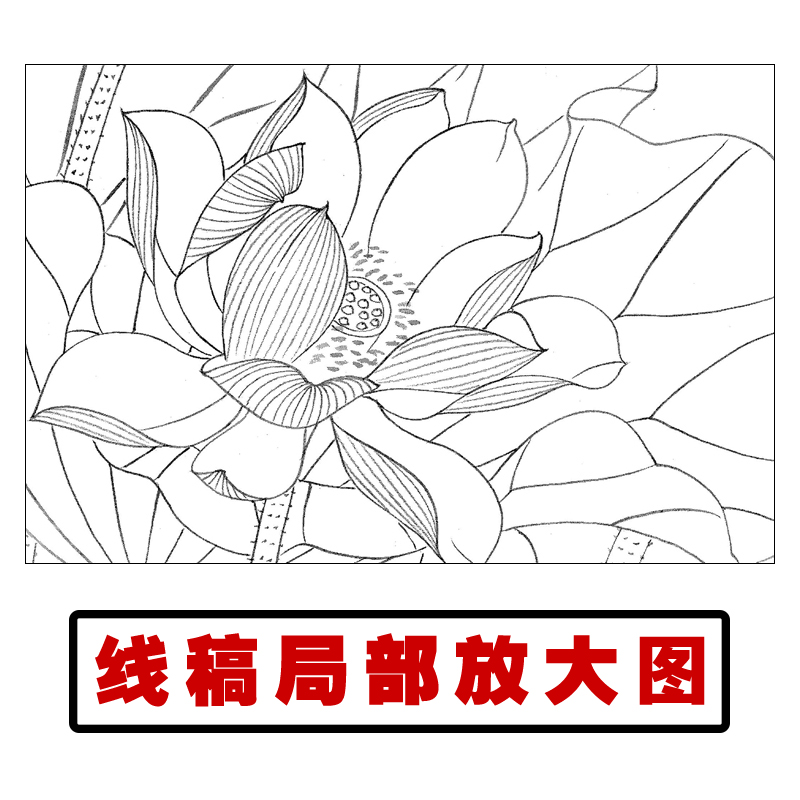 TP382工笔画荷花白描底稿国画花鸟临摹练习线描画稿实物打印稿 - 图0