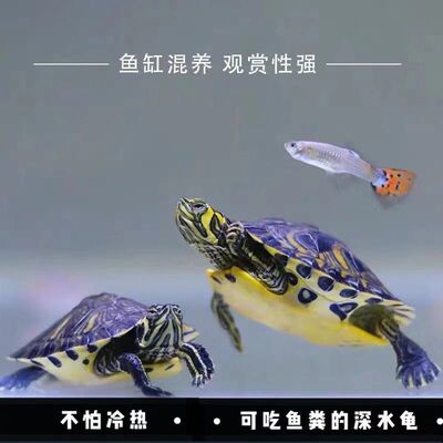 深水龟黄耳龟鱼缸混养清洁观赏宠物吃粪混养观赏龟冷水热带淡水龟 - 图1