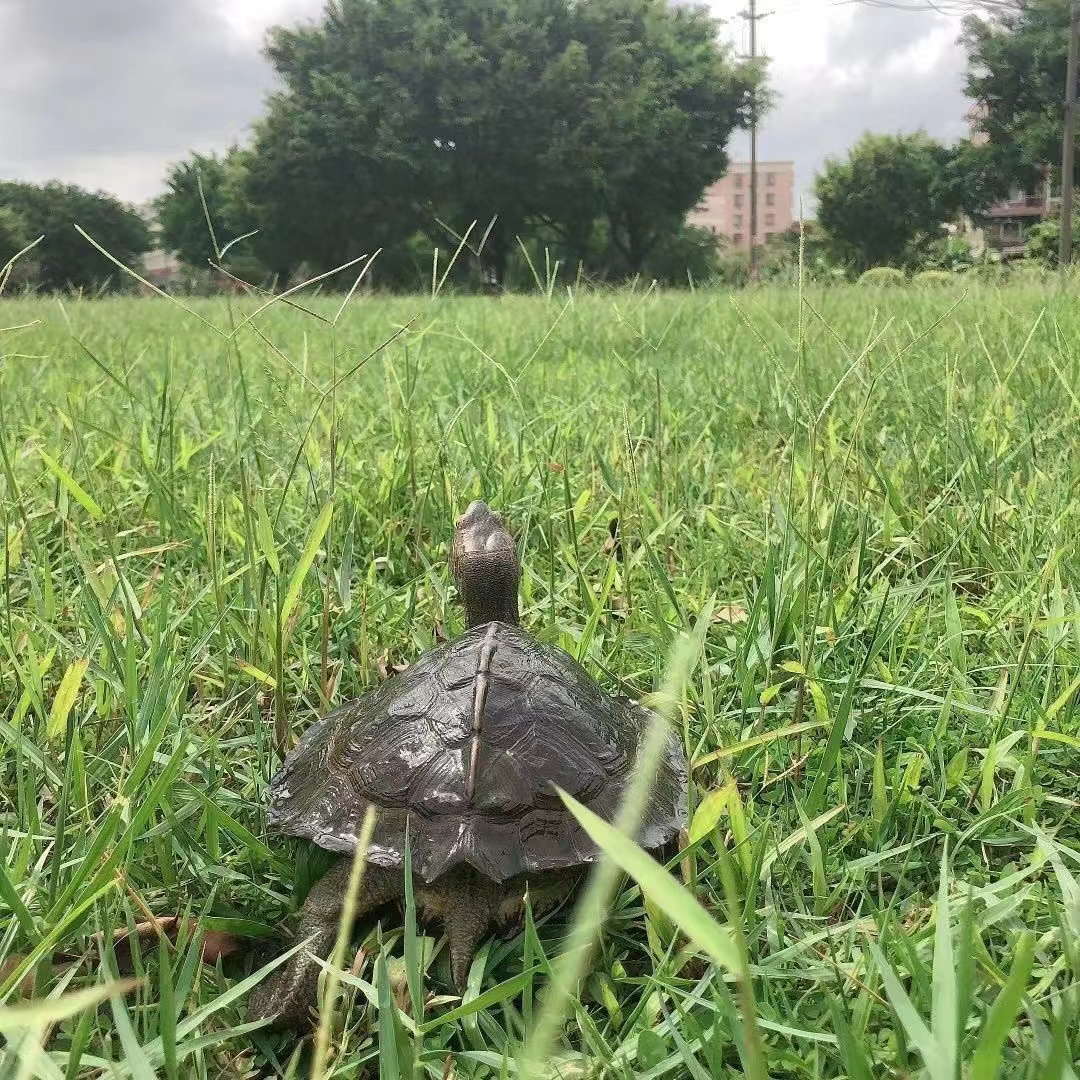 散养陆地素食吃菜龟亚巨乌龟种龟宠物巨型超大稀有招财半水龟-图2