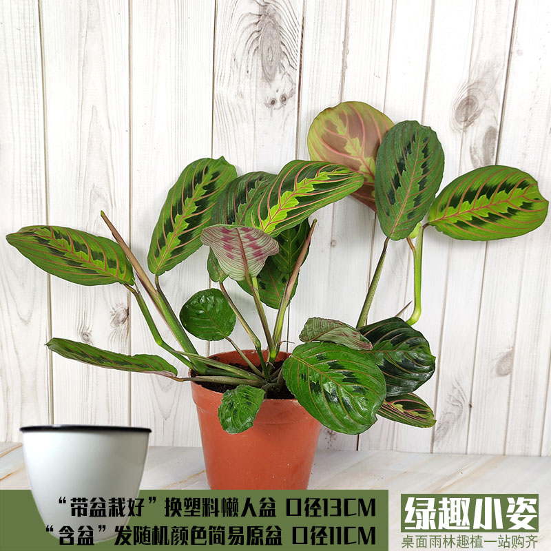喜耐阴彩叶雨林缸室内花卉盆栽植物水培绿植叶蝉青苹果白油画竹芋 苔藓微景观雨林缸植物 淘优券 喜耐阴彩叶雨林缸室内花卉盆栽植物水培绿植叶蝉青苹果白油画竹芋 苔藓微景观雨林缸植物 淘优券