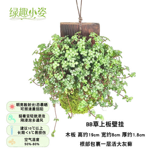 奇异倒悬墙上挂壁木上植板吊蔓绿绒附生绿植物盆栽狼尾鹿角蕨球兰 - 图2