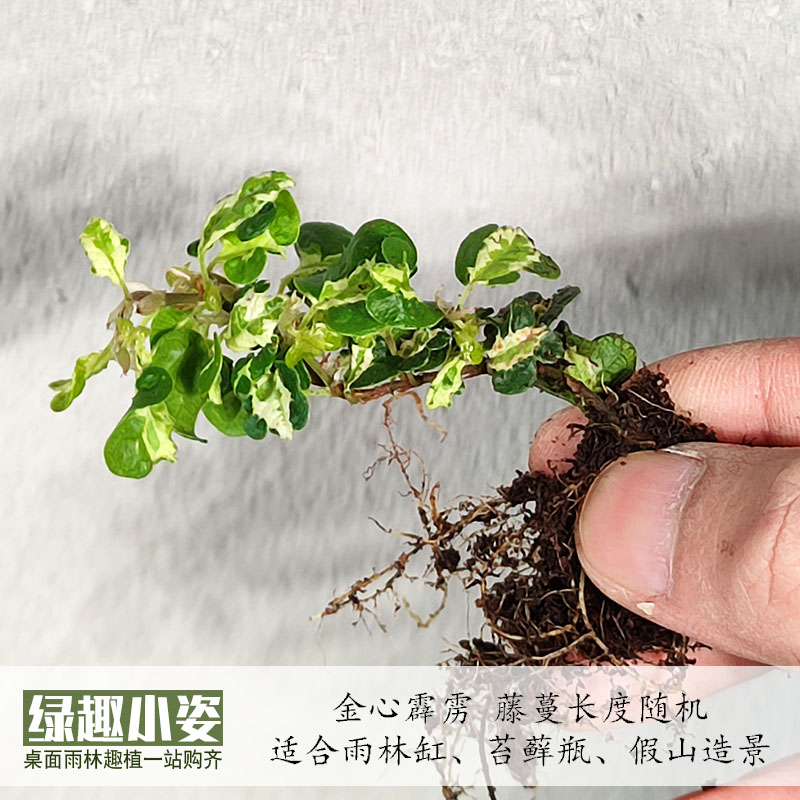 鲜活迷你小植物创意diy 雨林缸上水石山盆栽水培苔藓微景观生态瓶 - 图1