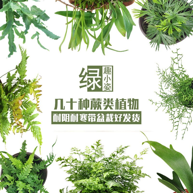 水陆雨林缸蕨类绿植苔藓景观造景盆栽鲜活植物墙耐阴珊瑚狼尾霸王-图2