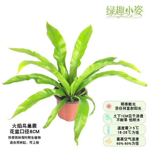 耐阴喜湿雨林缸造景附生室内植物墙盆栽绿植白月光展叶火焰鸟巢蕨 - 图1