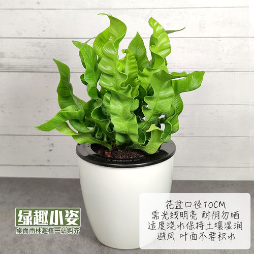 耐阴喜湿雨林缸造景附生室内植物墙盆栽绿植白月光展叶火焰鸟巢蕨 - 图2