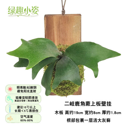 奇异倒悬墙上挂壁木上植板吊蔓绿绒附生绿植物盆栽狼尾鹿角蕨球兰 - 图0