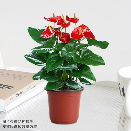 红掌盆栽室内客厅四季开花好养真花鸿运当头花卉办公桌面水培绿植 - 图3