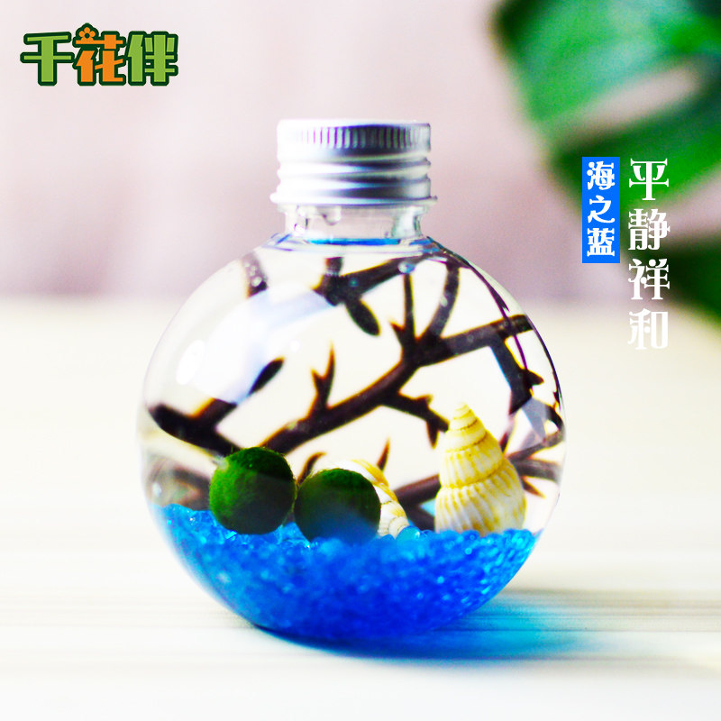幸福海藻球生态瓶marimo微景观水培植物办公室桌面趣味盆栽小礼物,淘宝优惠券,粉丝福利购,淘宝优惠卷