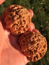 Beijing Wen Playing Walnut Shop -45 Old Trees Wild Xia Yunling Lion Head (Good Bone) B270