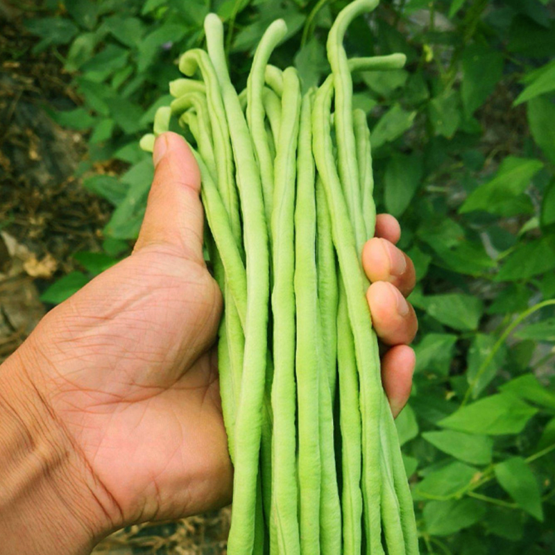 无架豆种子不搭架长豇豆种籽地豆蔬菜种孑阳台春秋季四季播种豆角 - 图0