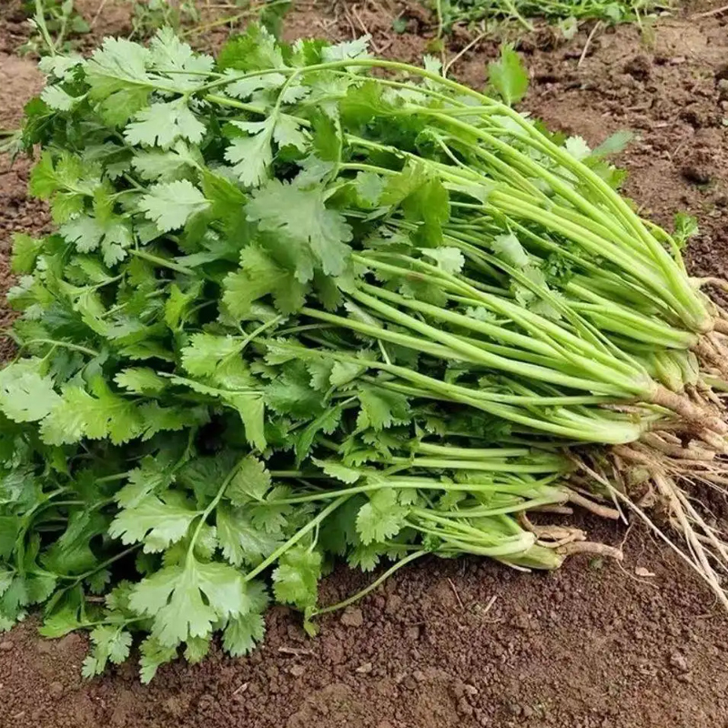 香菜种子四季易种浓香香菜种籽耐热阳台盆栽芫荽菜种大全蔬菜种孑 - 图1