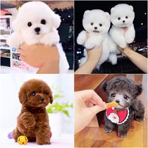 Pure breed better than bear puppies Bey dog Grey teddy cub live Long little teacup dog Korean family Bio Bear small dog dog