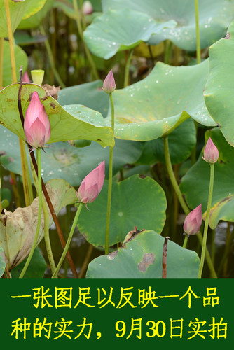 【小池】碗莲乌托邦-中小型可微水生阳台盆栽观赏荷花种藕cqu1021 - 图2