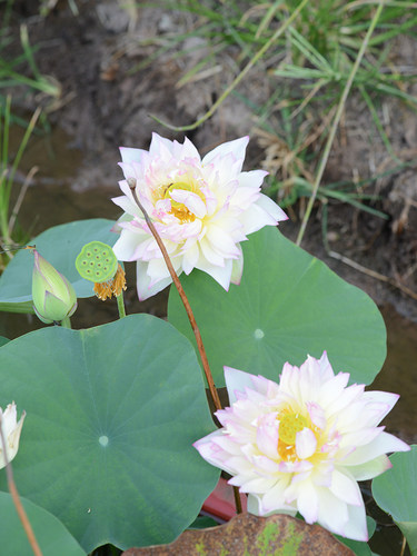 【新雨花情】碗莲乌托邦-中小型窗台庭院盆栽水生观赏荷花种藕cqu - 图1