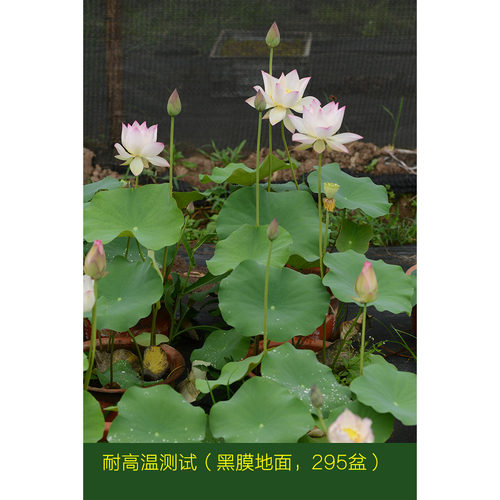 碗莲乌托邦-冬荷8号/冬8/冬八 中大型/可中 水生花卉观赏荷花种藕 - 图3