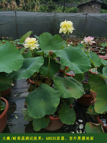 【秣陵秋色】碗莲乌托邦 中大型 盆栽池栽庭院水生观赏荷花种藕苗 - 图0