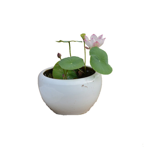 【小铃▪倾绝】碗莲乌托邦中小微型阳台盆栽水生花卉观赏荷花种藕 - 图3