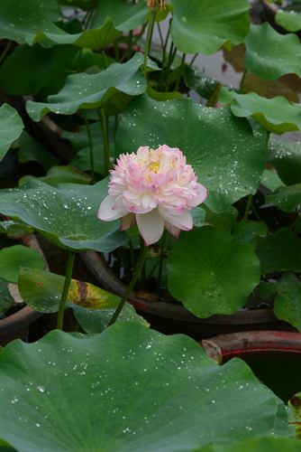 【雨落花台】碗莲乌托邦中大型盆栽池栽大型水生花卉观赏荷花种藕 - 图1