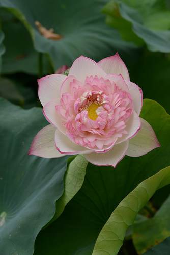 【雨落花台】碗莲乌托邦中大型盆栽池栽大型水生花卉观赏荷花种藕 - 图0