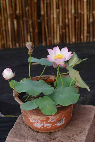 【小铃▪倾绝】碗莲乌托邦中小微型阳台盆栽水生花卉观赏荷花种藕 - 图2