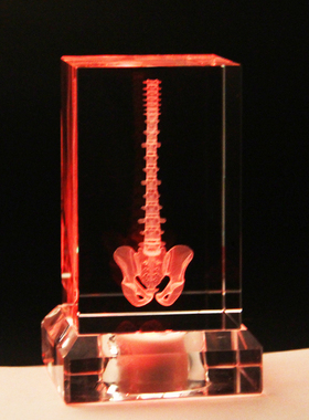 人体模型教学礼物摆件