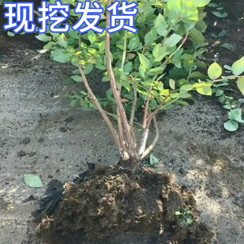 薄雾蓝莓树阳台盆栽果苗南北方种植四季大果庭院地栽果树当年结果 - 图1