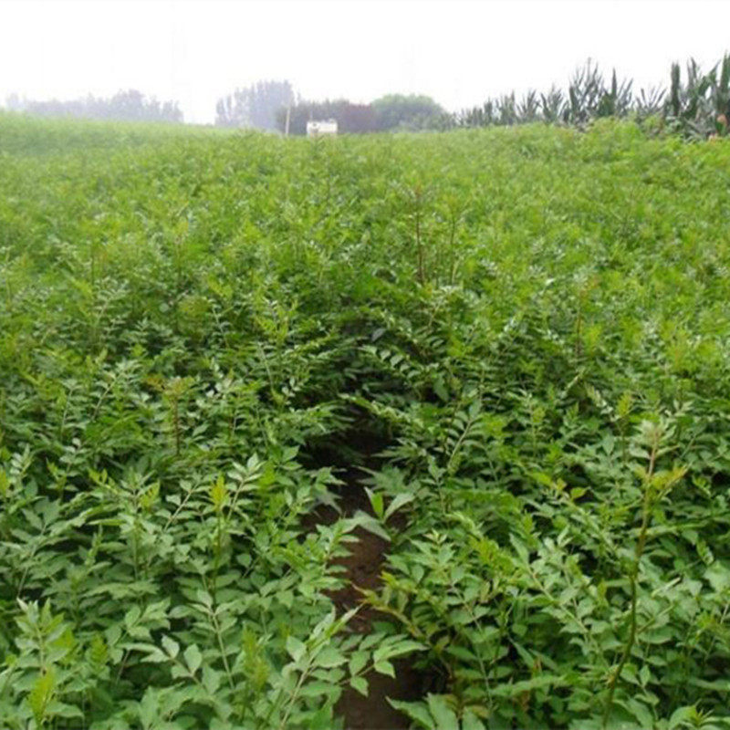 九叶青花椒树盆栽花椒苗地栽大苗食用花椒菜园南北方种植当年结果 浙江金华市苗木基地008 淘优券 九叶青花椒树盆栽花椒苗地栽大苗食用花椒菜园南北方种植当年结果 浙江金华市苗木基地008 淘优券