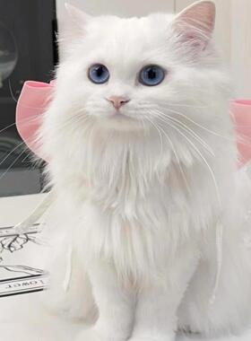 香港猫舍山东临清异瞳白色狮子猫幼崽鸳鸯眼蓝眼睛宠物长毛高地猫