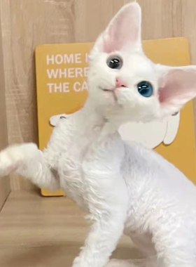 香港发货德文卷毛猫活体短毛虎斑黑白开脸不掉毛东短宠物猫咪幼崽