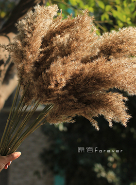 水边婚庆布置场景装扮蒲苇干花