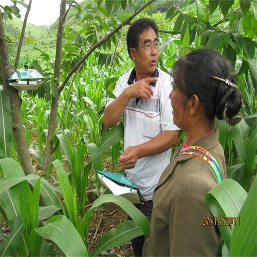 20粒亚洲玉米螟诱芯 昆虫信息素引诱剂 性诱剂  包邮 - 图2