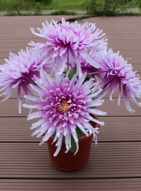 龙爪菊扫墓陵园祭祀绢花