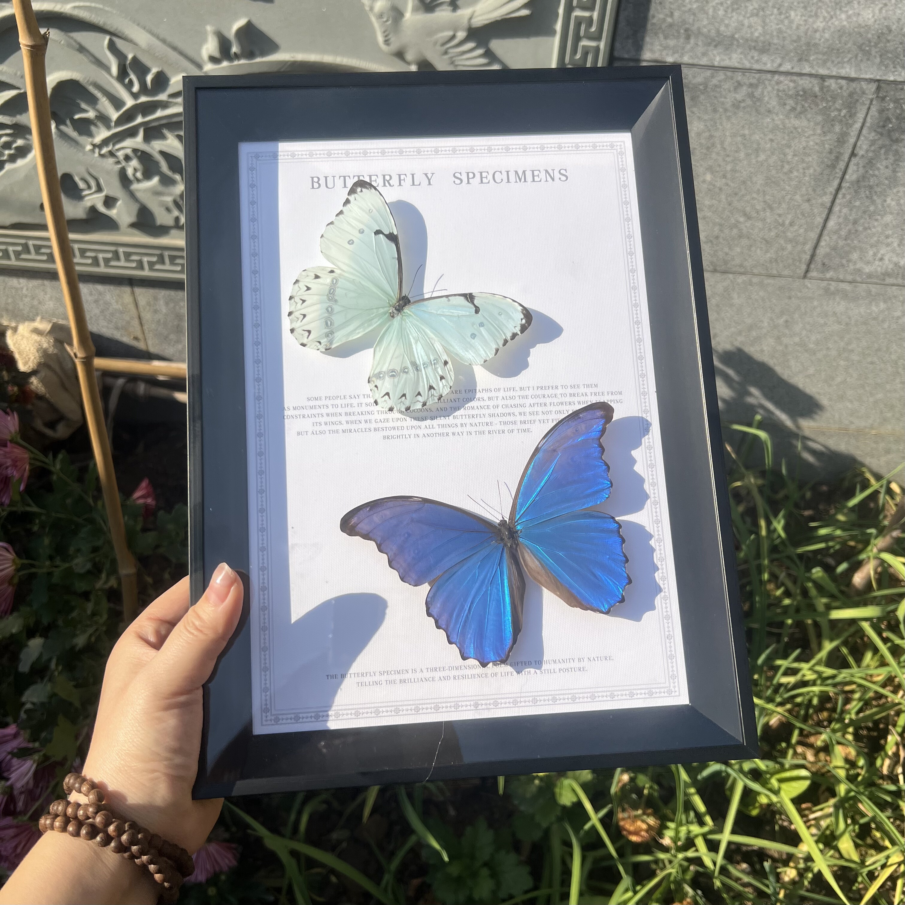 蓝闪蝶真蝴蝶标本家居装饰画课桌摆件生日情人节教师节创意礼物,淘宝优惠券,粉丝福利购,淘宝优惠卷