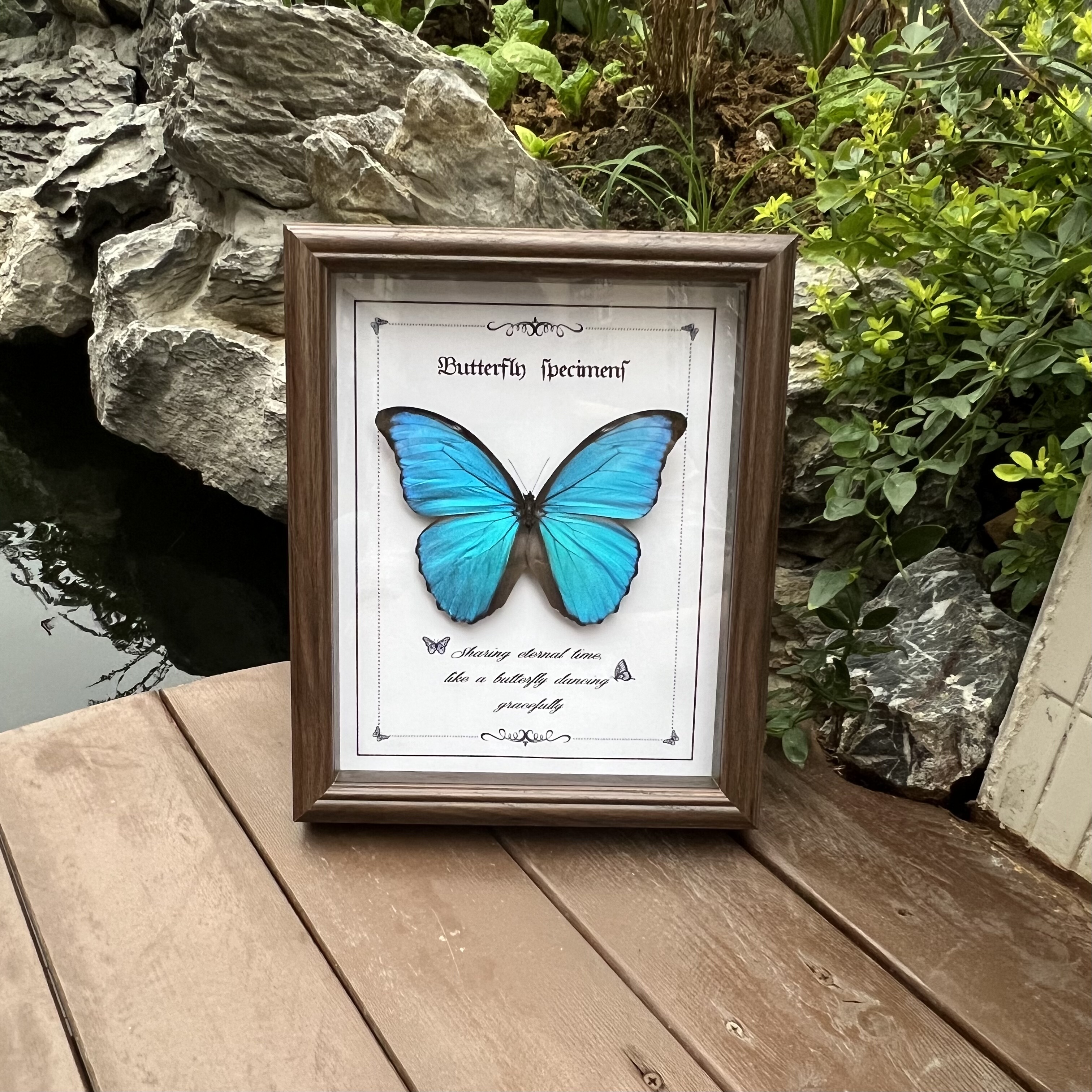 蓝闪蝶真蝴蝶标本家居装饰画课桌摆件生日情人节教师节创意礼物,淘宝优惠券,粉丝福利购,淘宝优惠卷