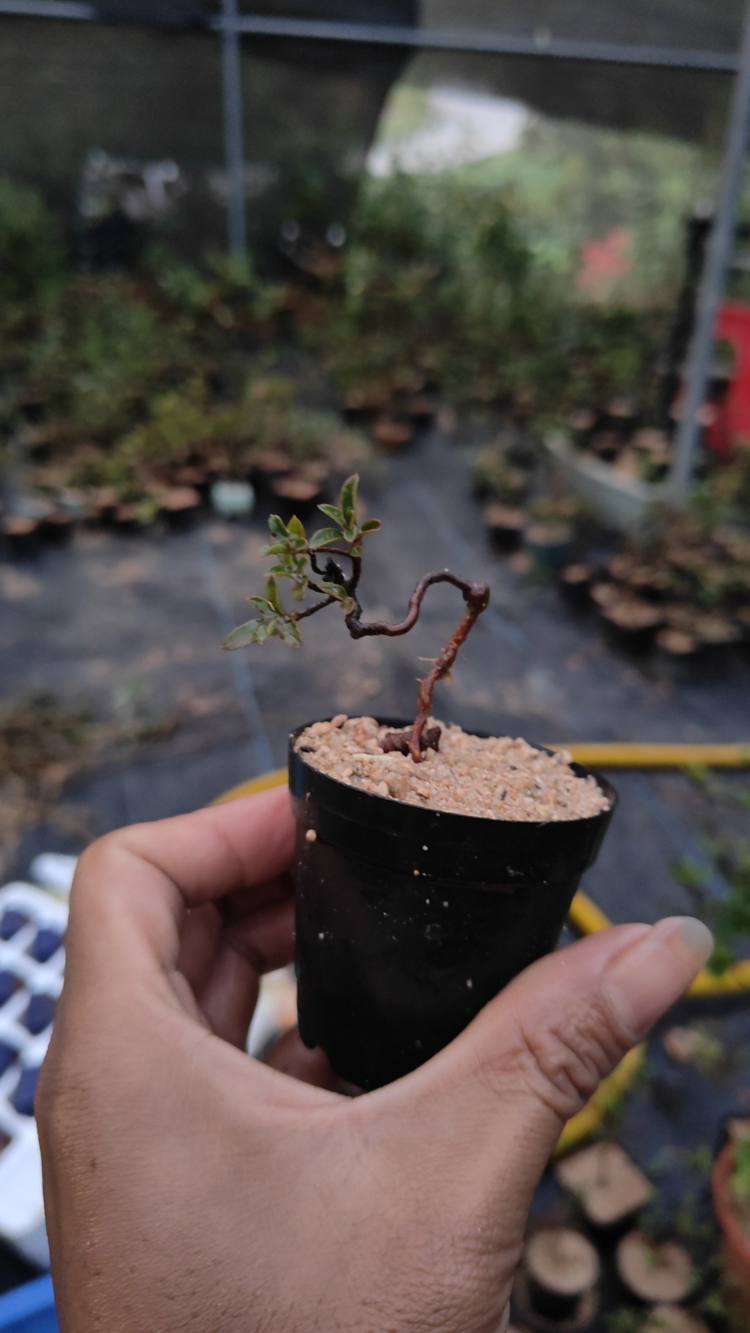 映山红鸡血红杜鹃花桩艺桩景造型盆景,淘宝优惠券,粉丝福利购,淘宝优惠卷