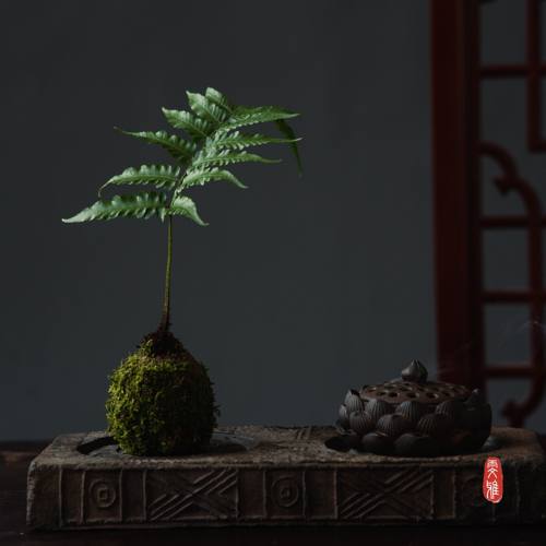 狼尾蕨一叶蕨紫琪蕨苔藓球盆景绿植物办公室好养客厅禅意净化空气 - 图3