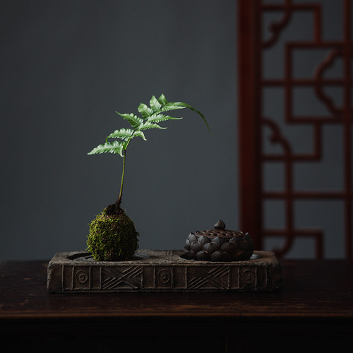 狼尾蕨一叶蕨紫琪蕨苔藓球盆景绿植物办公室好养客厅禅意净化空气 - 图0