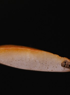 新疆天然和田玉籽料玉雕佛魔一念之间文玩手串孤品男女款精品