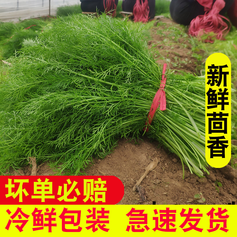 小茴香菜新鲜山东蔬菜荤香包邮大回香苗可能带根包饺子包子2斤4斤