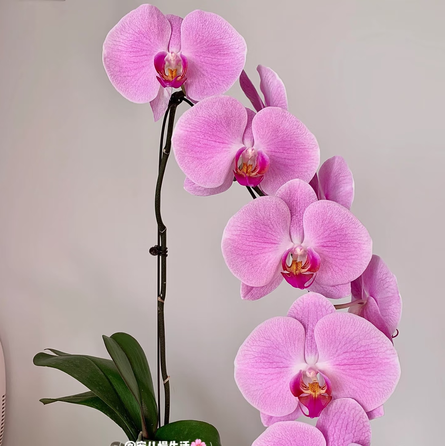 【粉冠军】蝴蝶兰3.5寸大杯大苗 基地直发 包对版 - 图0
